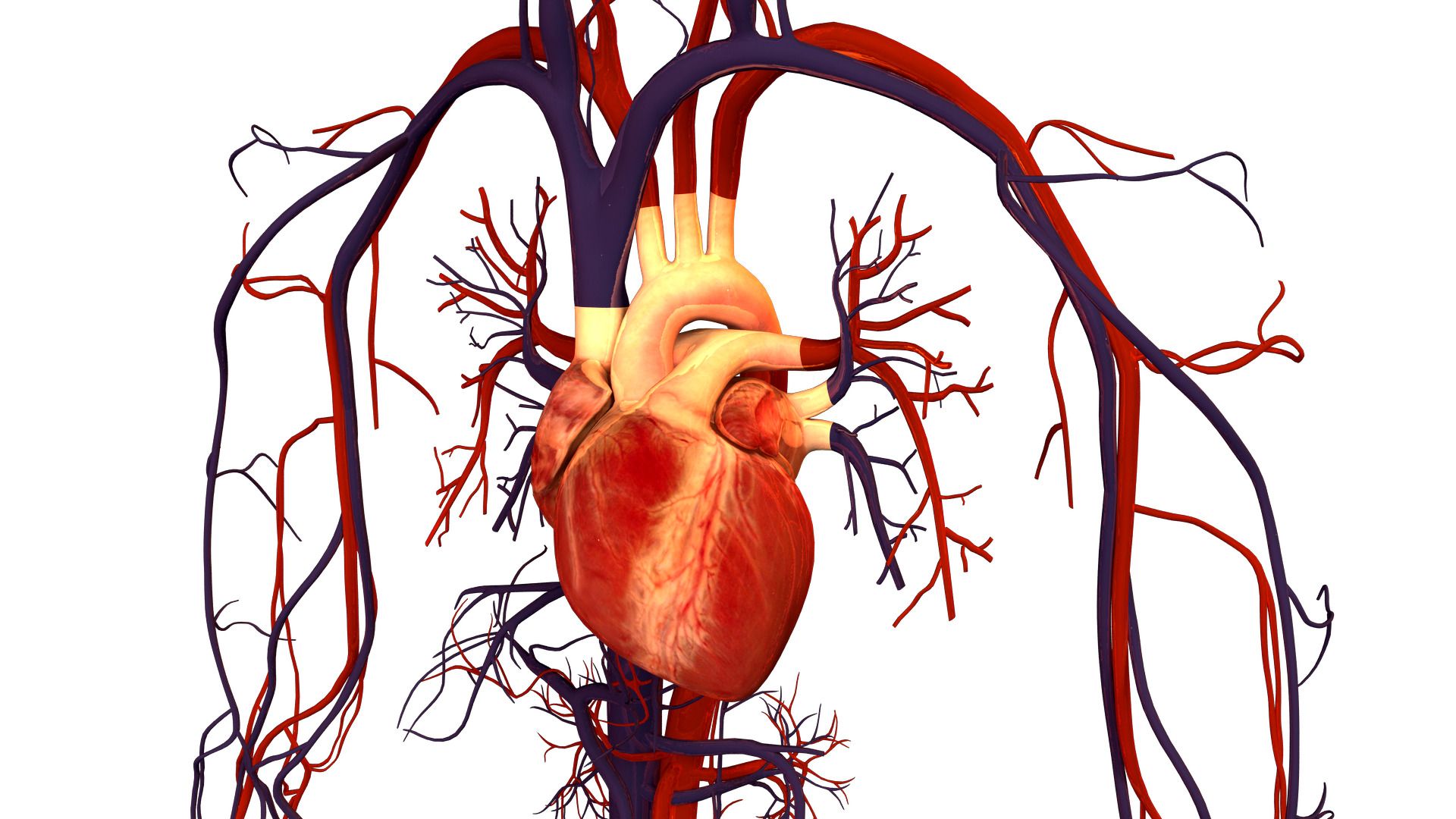 Heart Anatomy Wallpapers