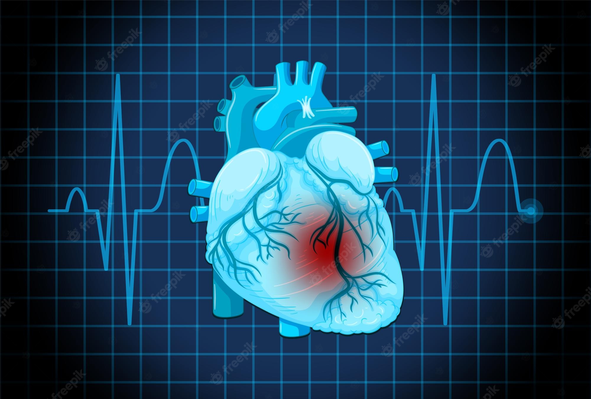 Heart Anatomy Wallpapers