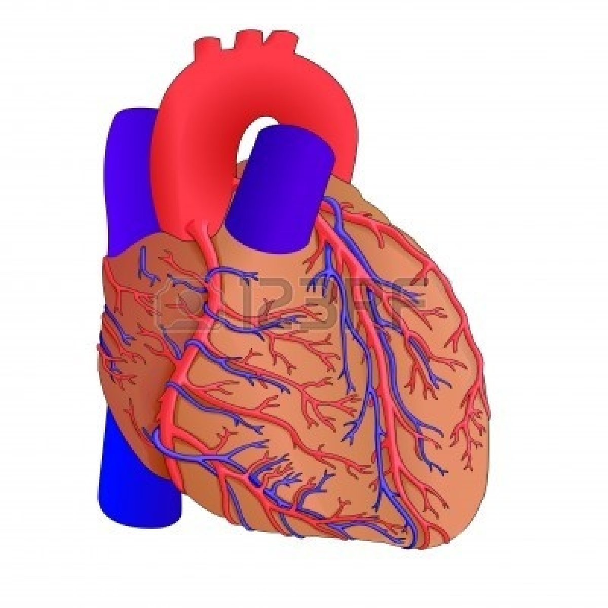 Heart Anatomy Wallpapers