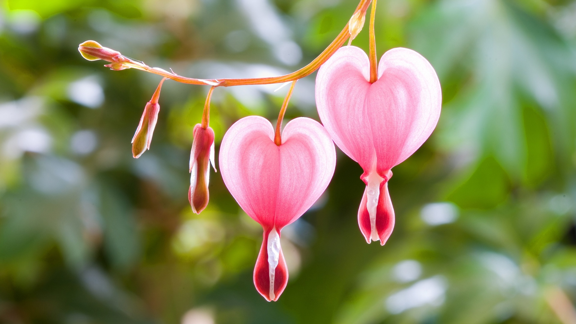Heart And Flowers Images Wallpapers
