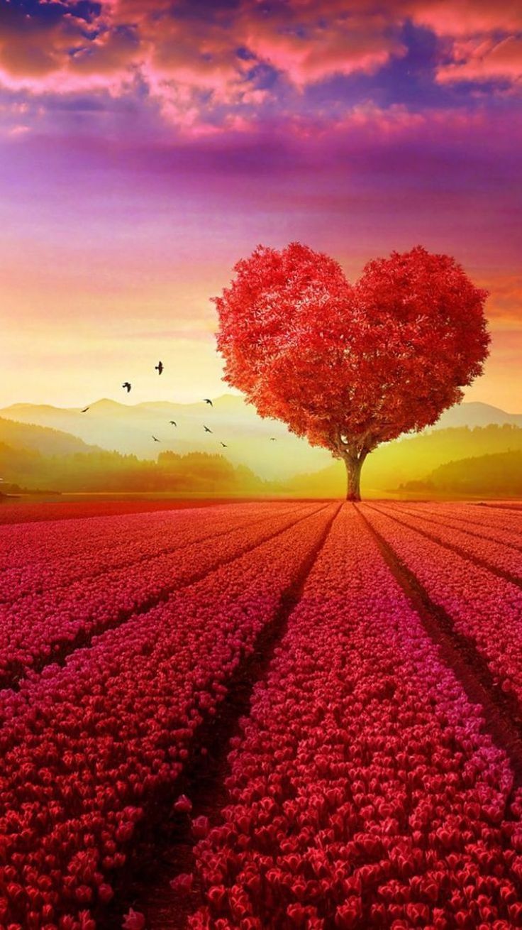 Hearts In Nature Images Wallpapers