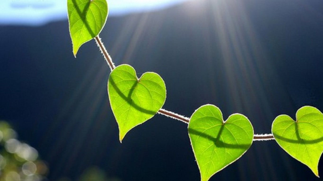 Hearts In Nature Images Wallpapers