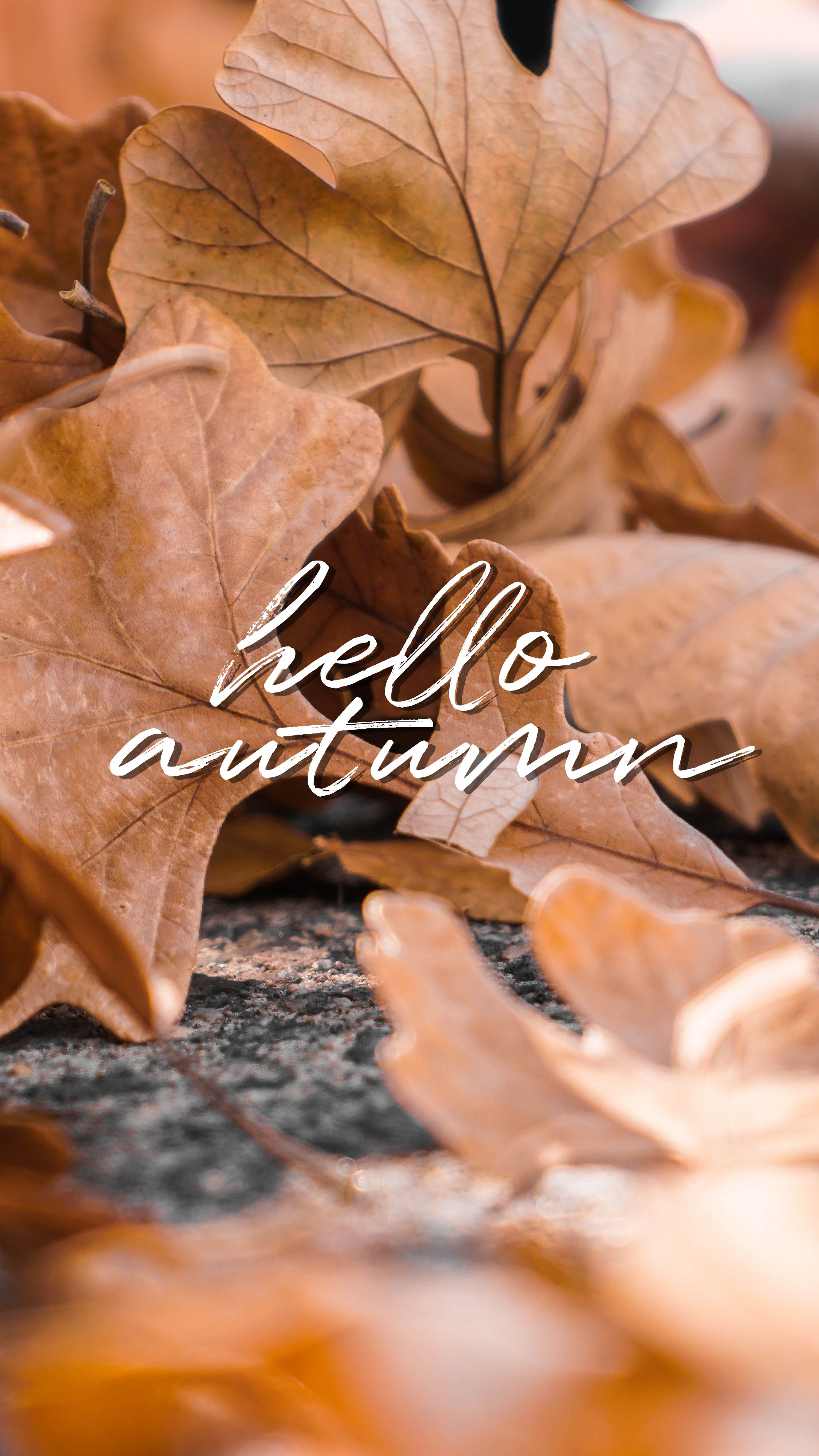 Hello Autumn Wallpapers