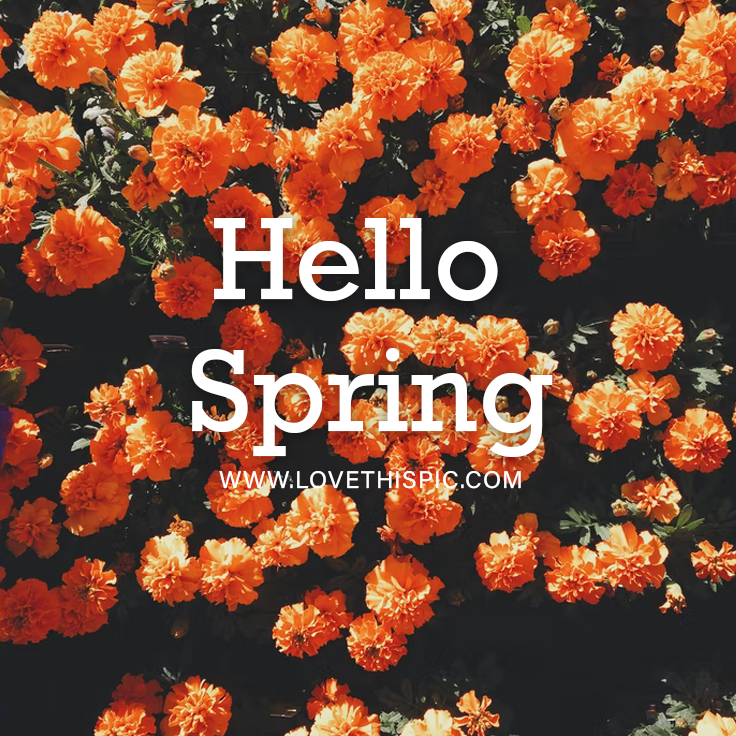 Hello Spring Wallpapers