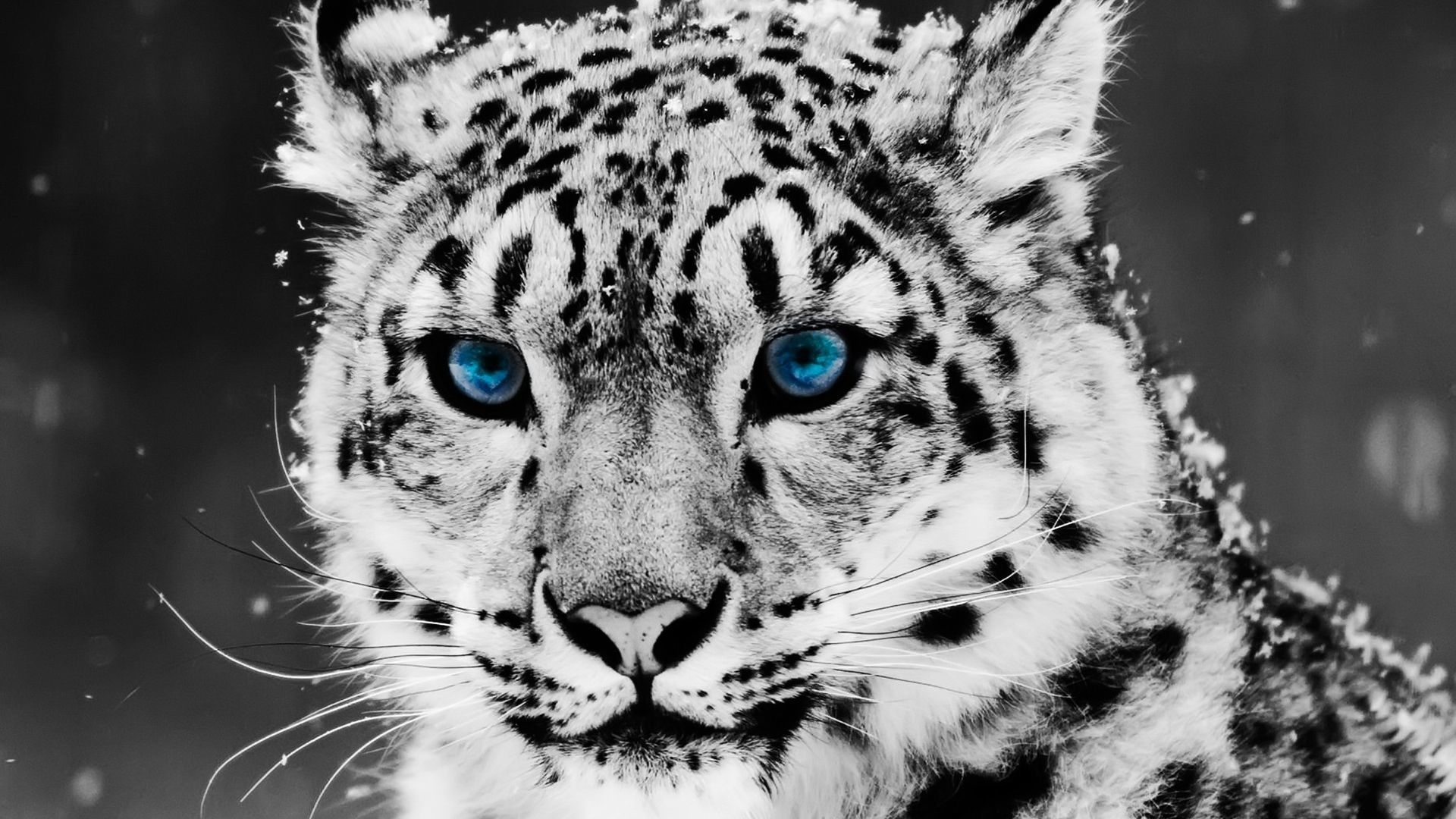 High Definition Animal Wallpapers