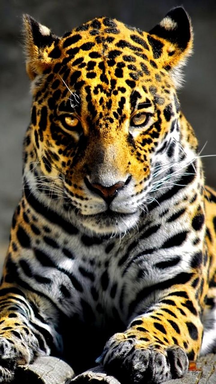 High Definition Animal Wallpapers