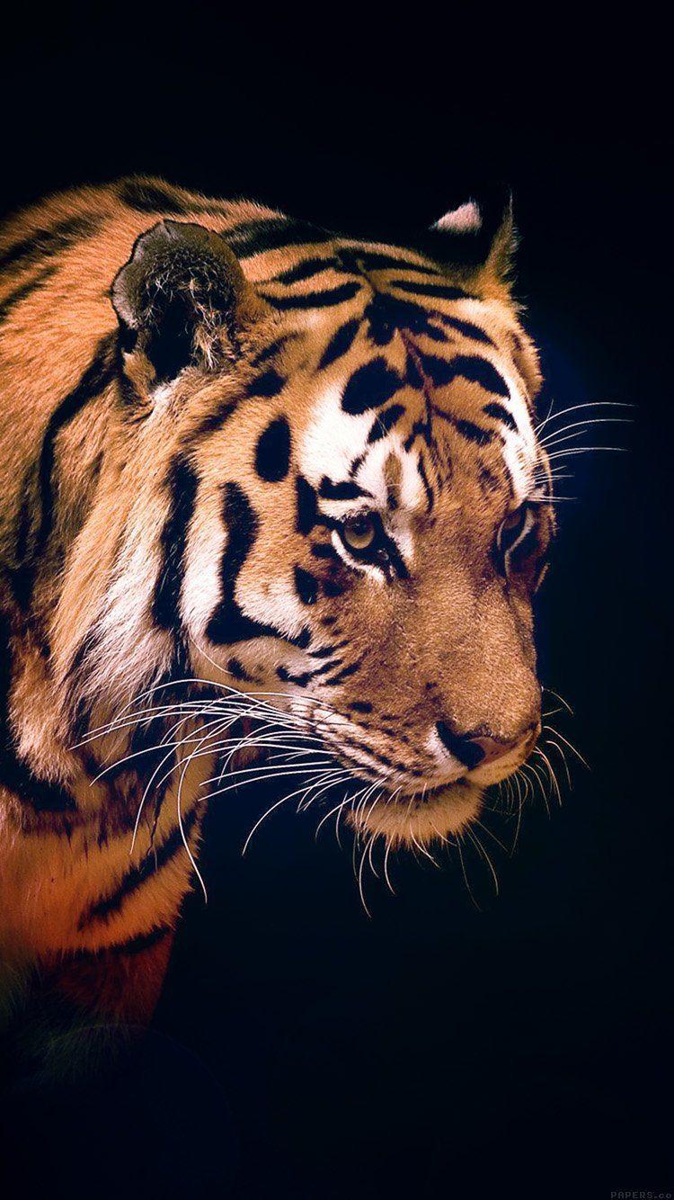 High Definition Animal Wallpapers