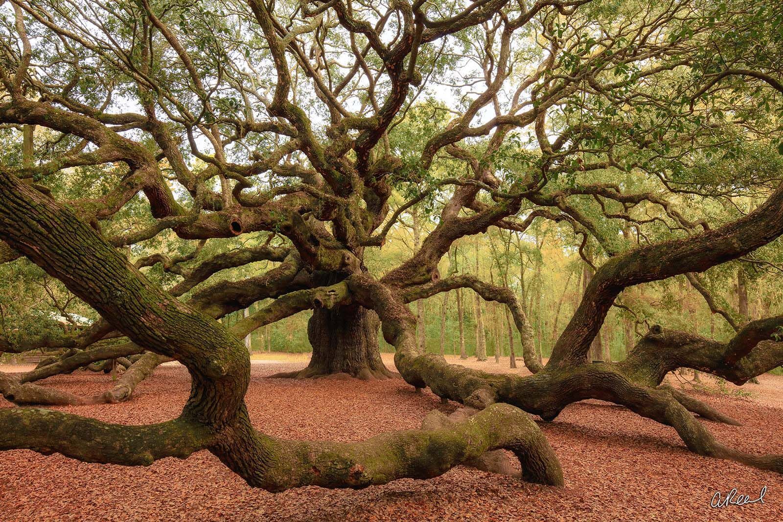 High Resolution Angel Oak Tree Wallpapers