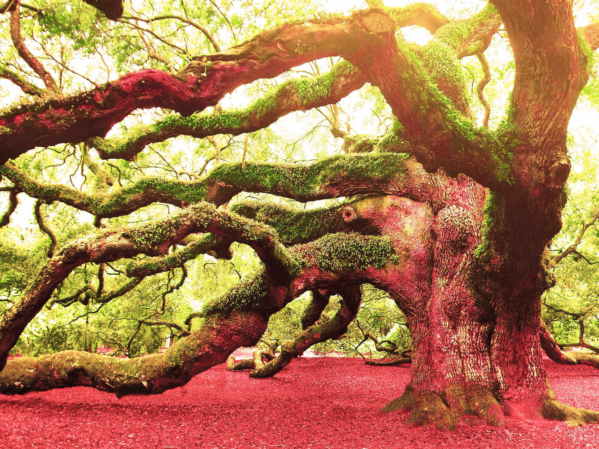 High Resolution Angel Oak Tree Wallpapers