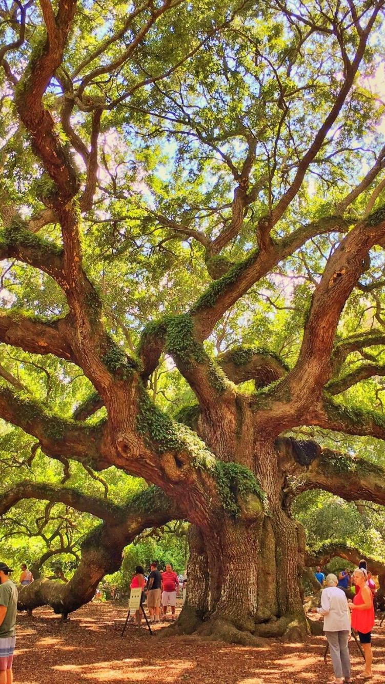 High Resolution Angel Oak Tree Wallpapers