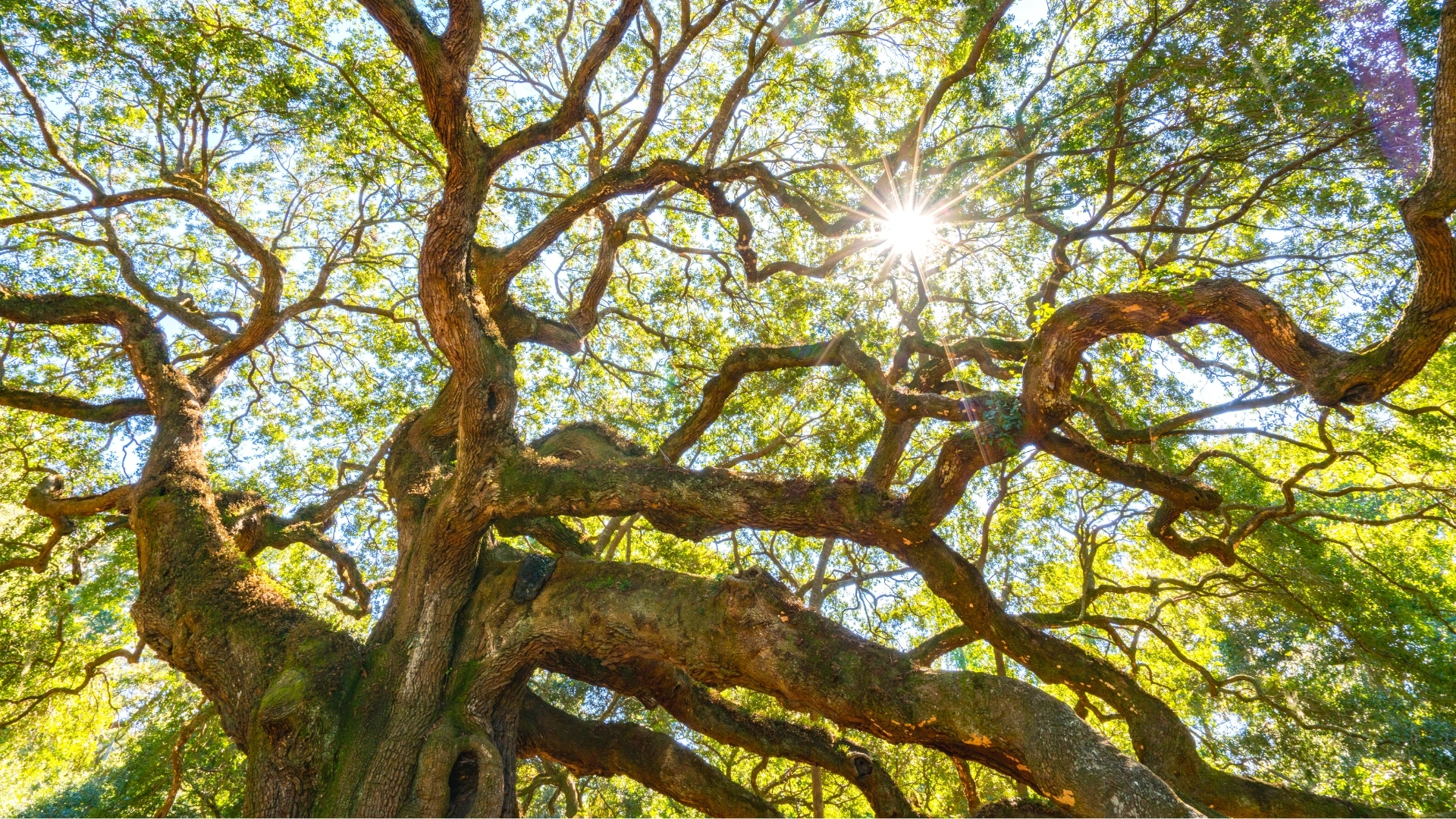 High Resolution Angel Oak Tree Wallpapers