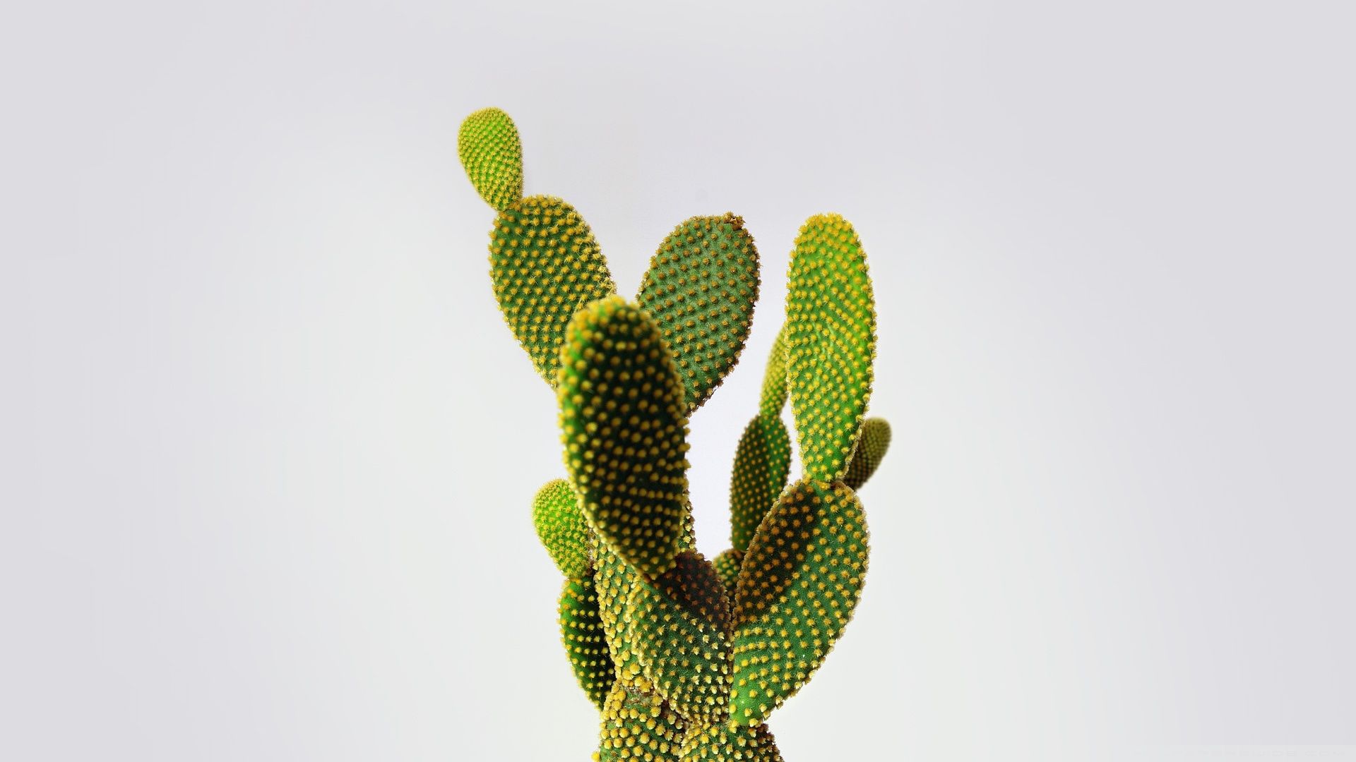 High Resolution Cactus Photography Wallpapers
