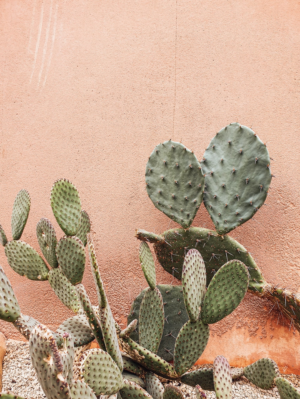 High Resolution Cactus Photography Wallpapers