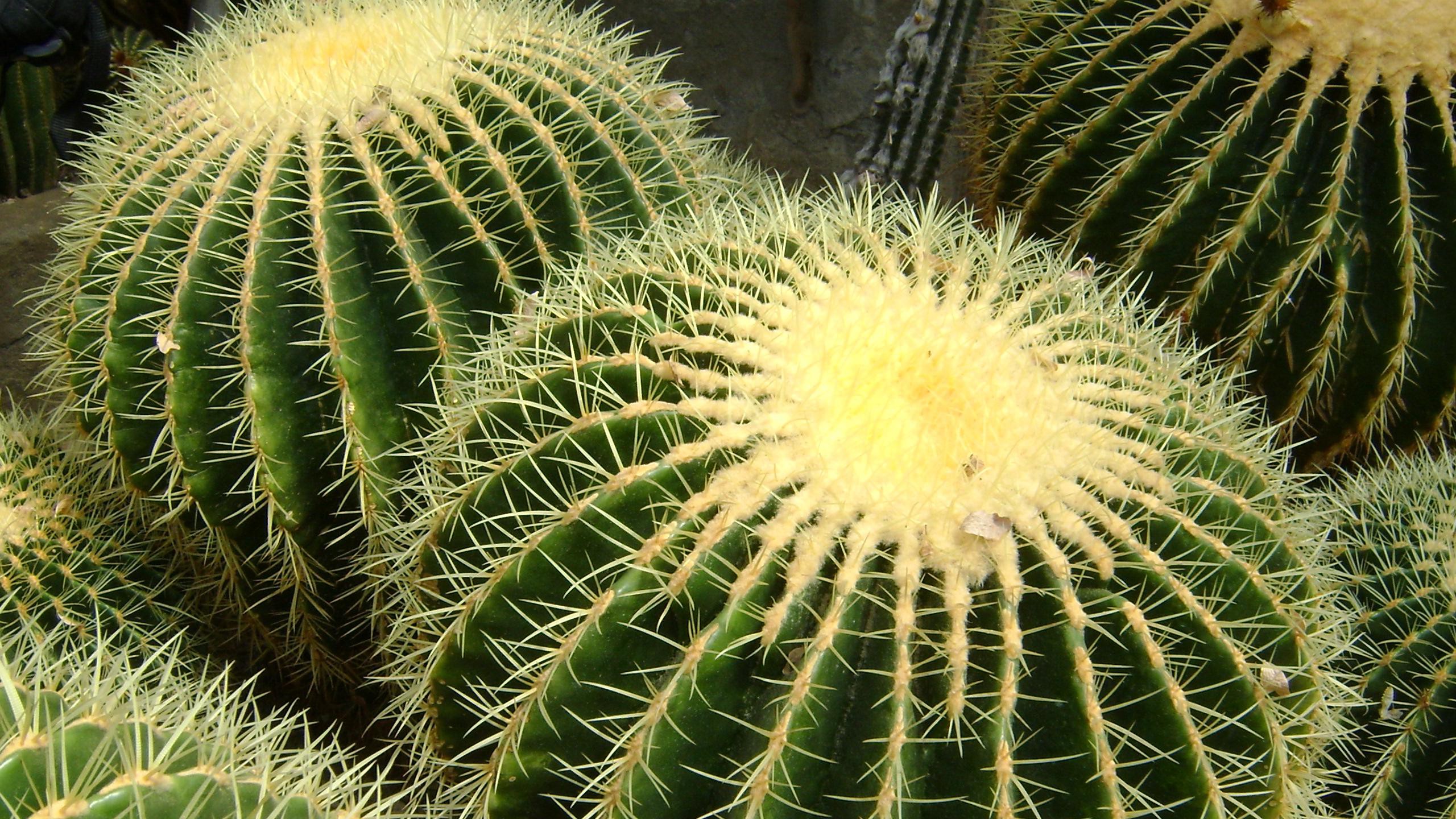 High Resolution Cactus Photography Wallpapers