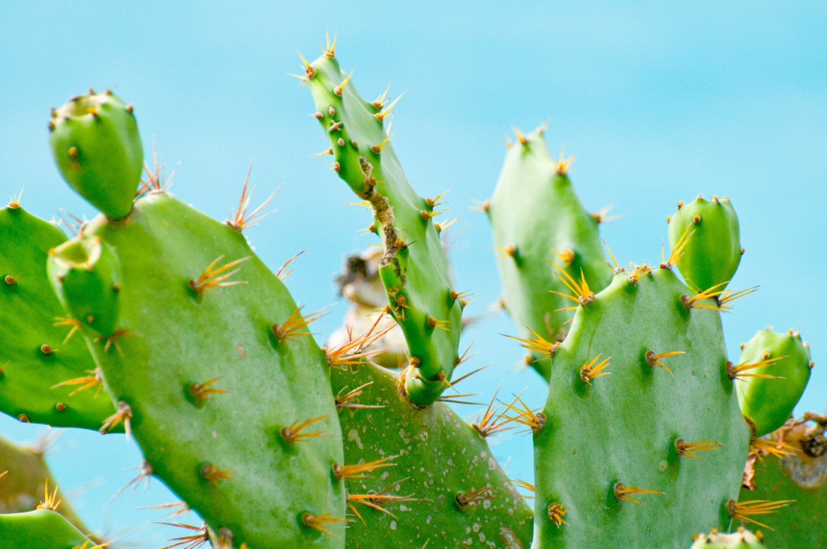 High Resolution Cactus Photography Wallpapers