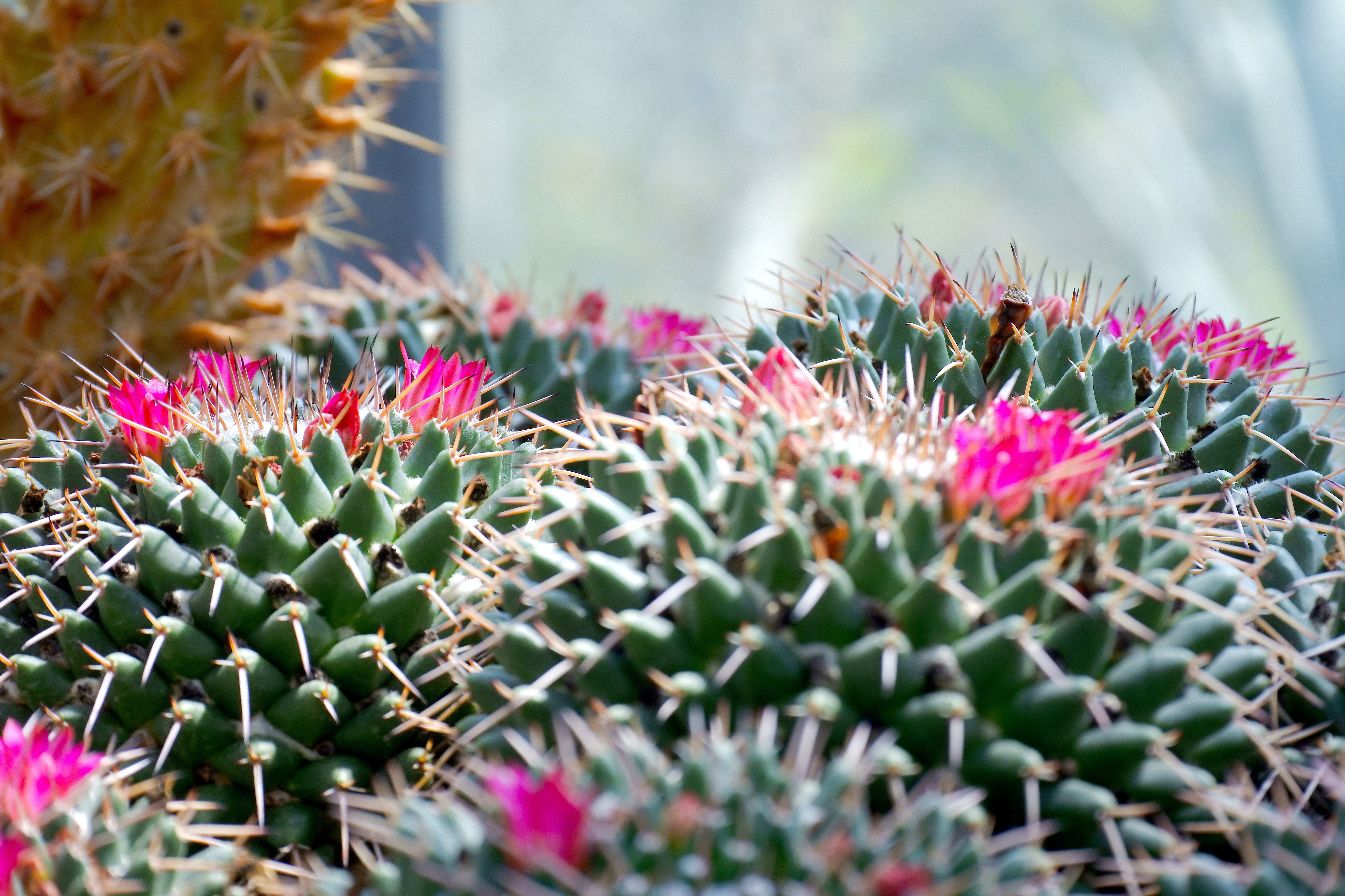 High Resolution Cactus Photography Wallpapers