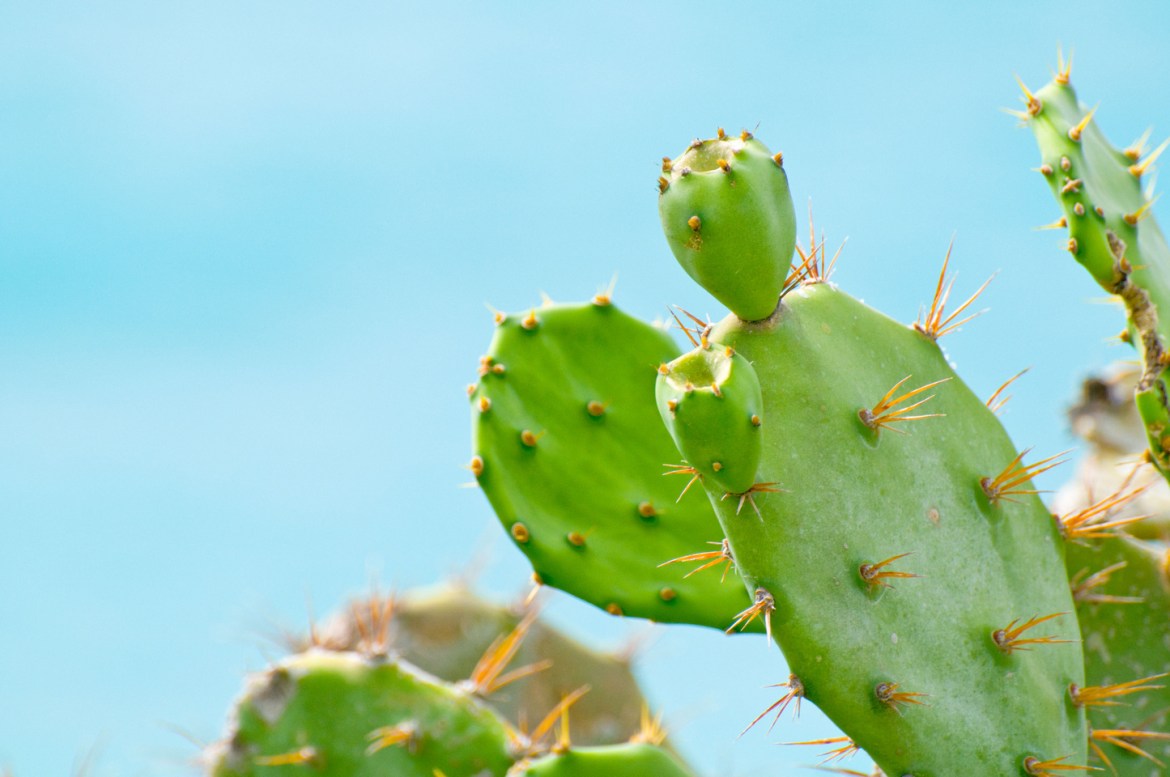 High Resolution Cactus Photography Wallpapers