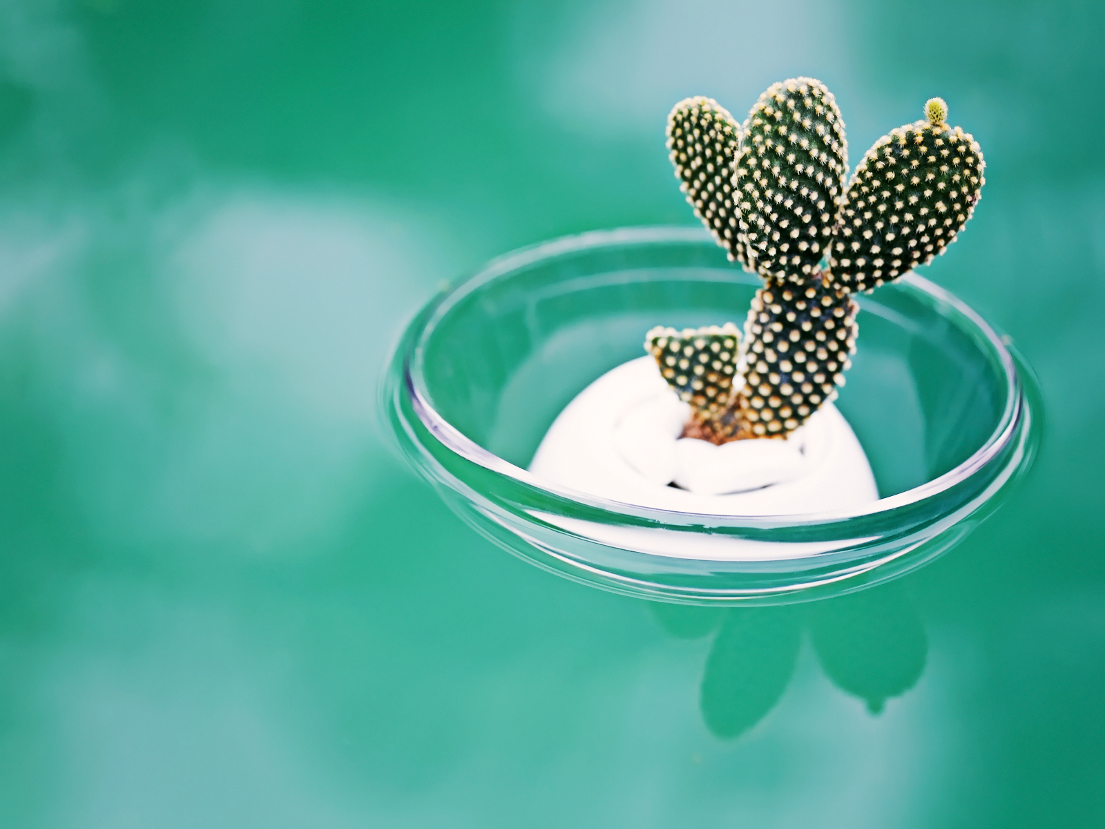 High Resolution Cactus Photography Wallpapers