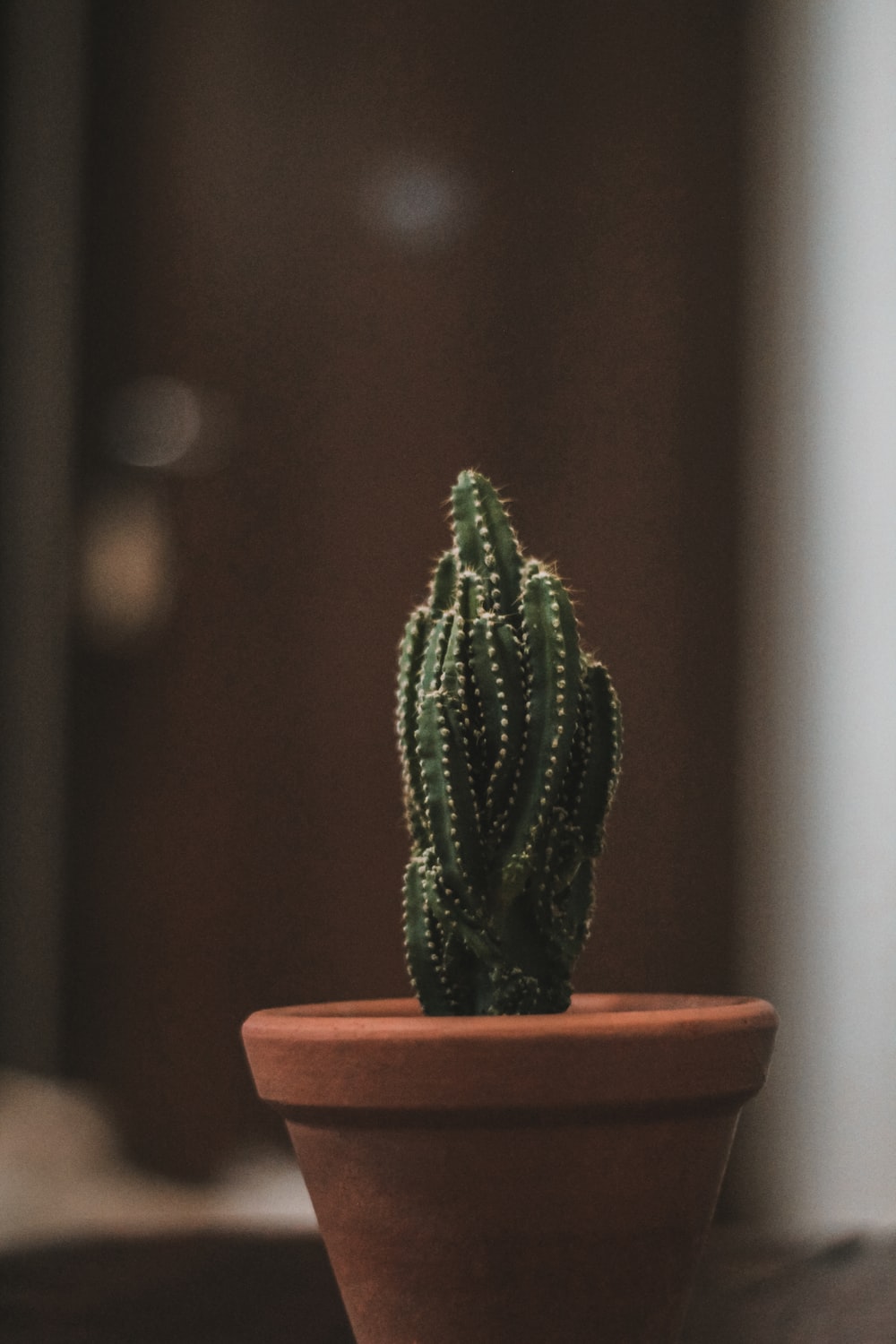 High Resolution Cactus Photography Wallpapers