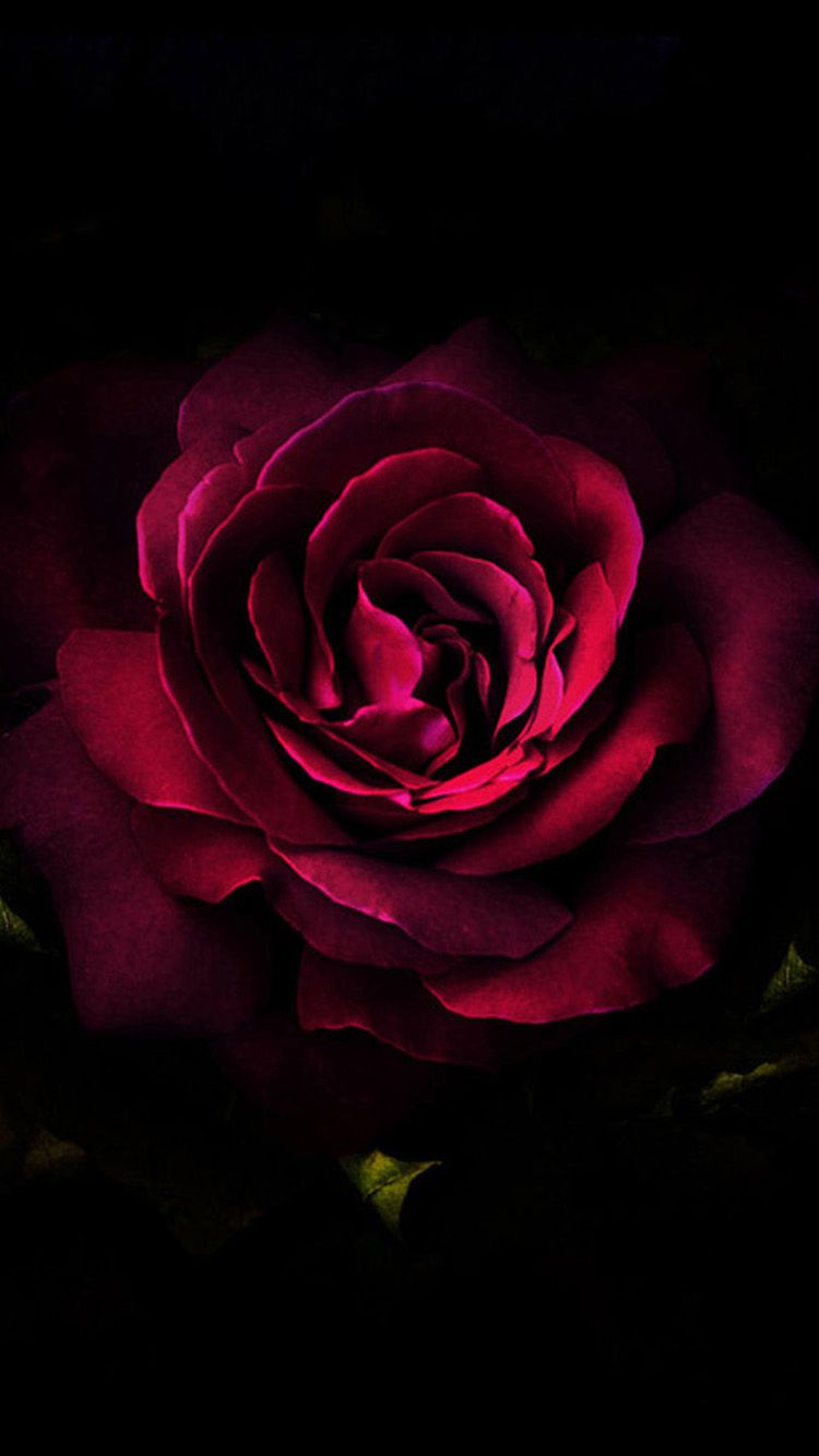 High Resolution Dark Floral Iphone Wallpapers