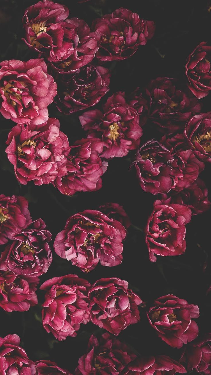 High Resolution Floral Wallpapers