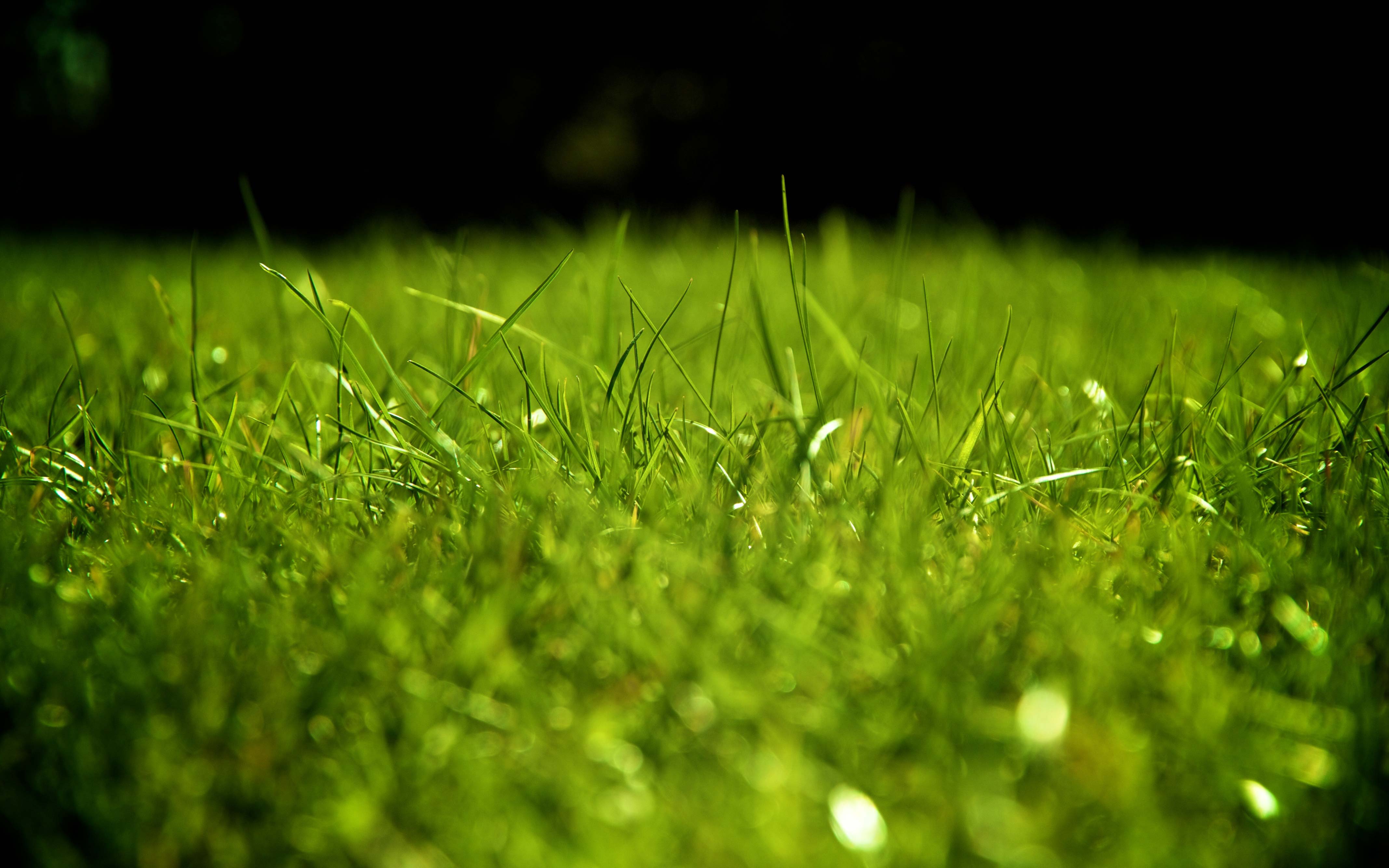 High Resolution Grass Field Wallpapers