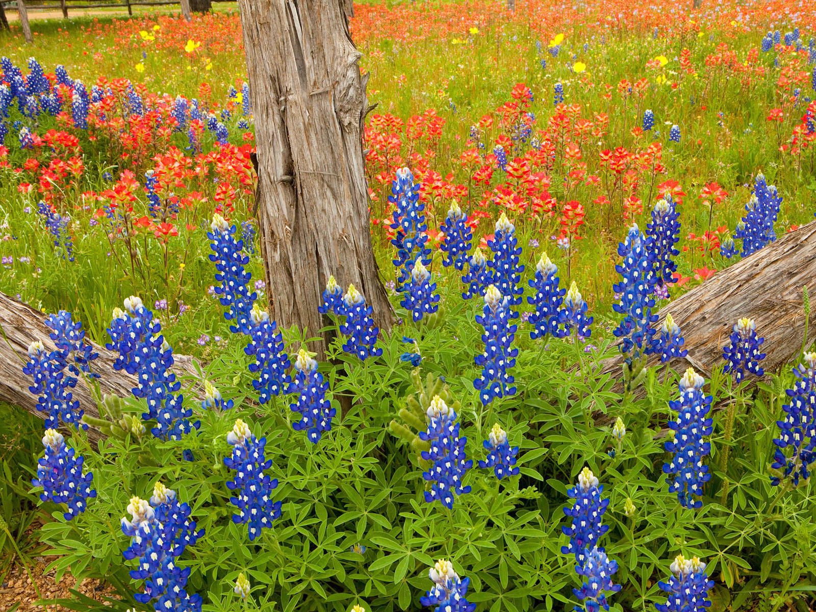 High Resolution Texas Bluebonnets Wallpapers