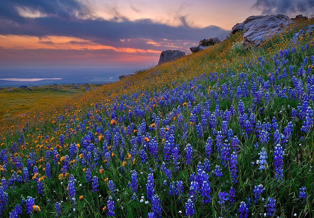 High Resolution Texas Bluebonnets Wallpapers