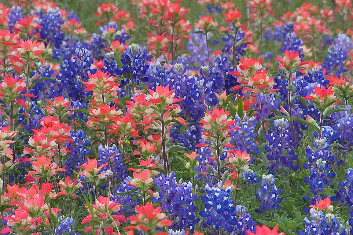 High Resolution Texas Bluebonnets Wallpapers