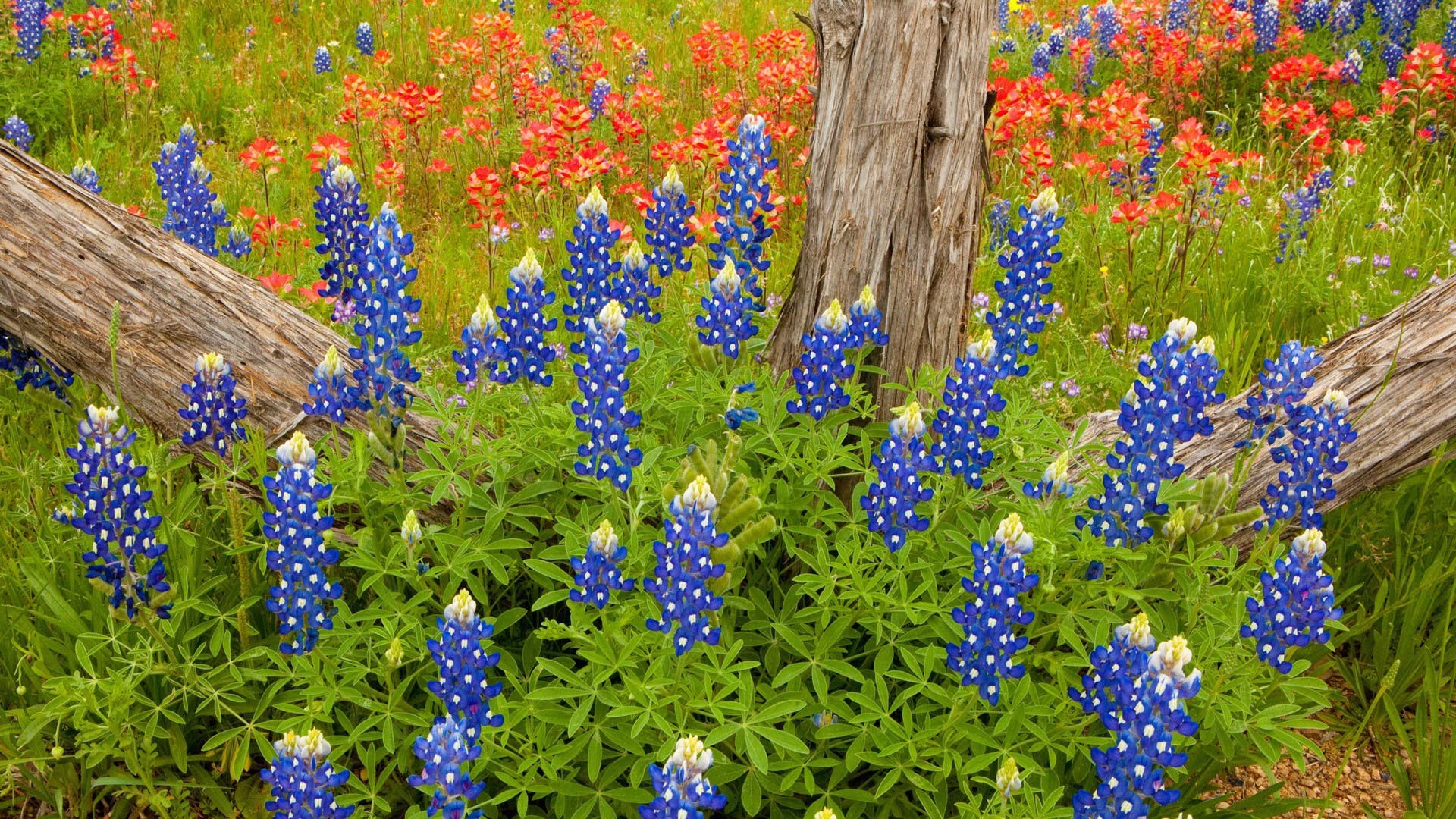 High Resolution Texas Bluebonnets Wallpapers