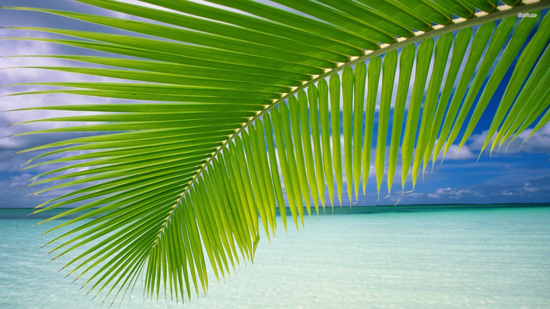High Resolution Tropical Leaves Hd Wallpapers