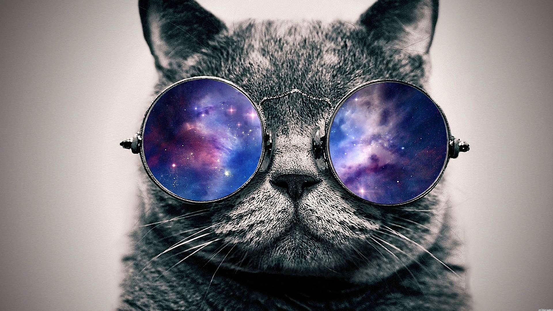 Hipster Cat Wallpapers