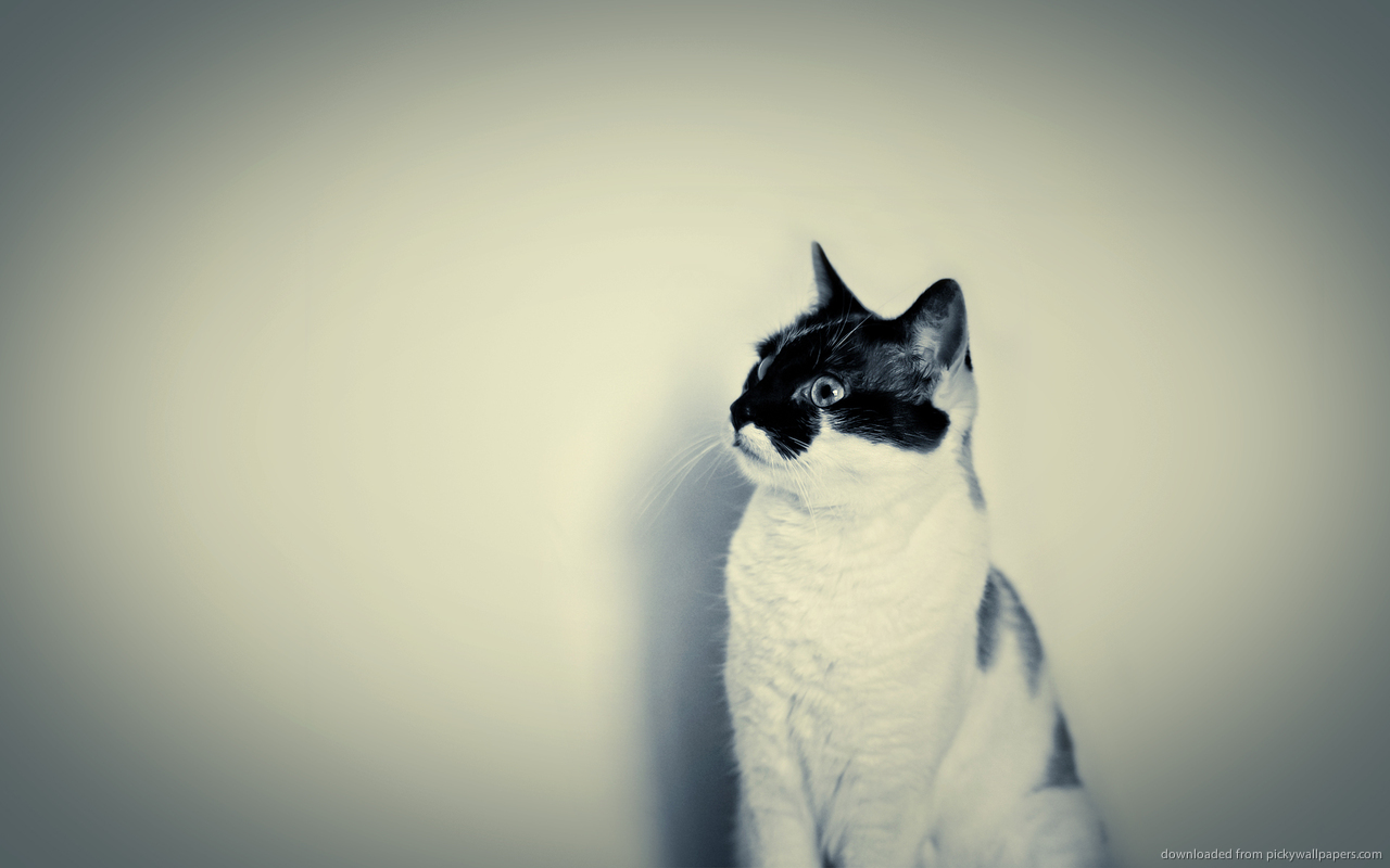 Hipster Cat Wallpapers