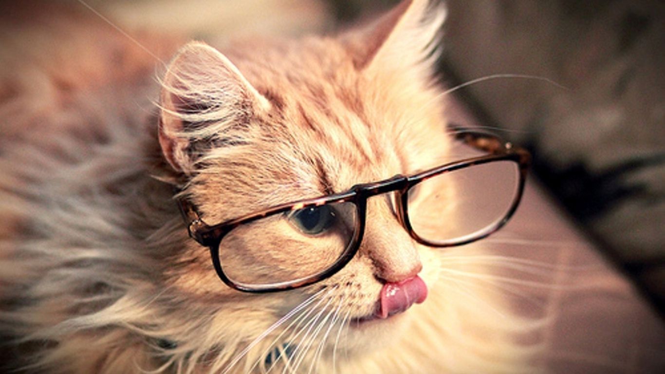 Hipster Cat Wallpapers