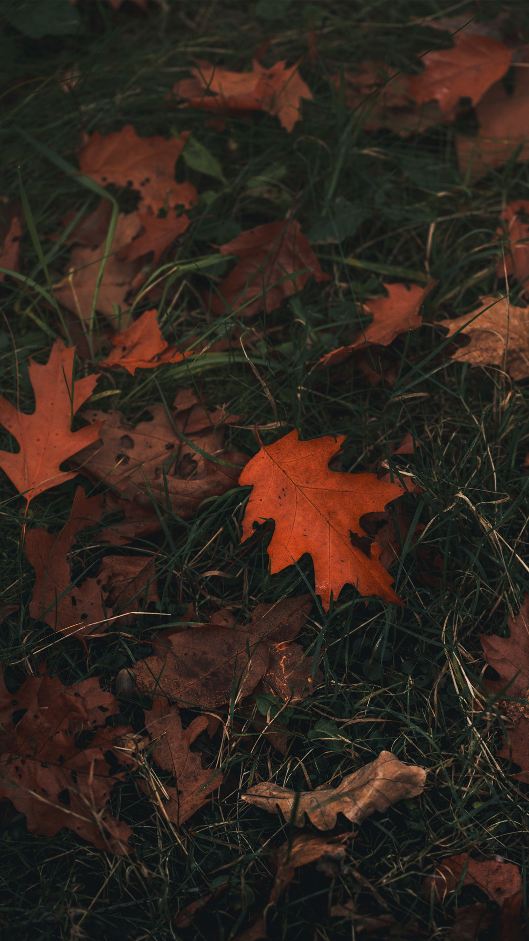 Hipster Fall Wallpapers