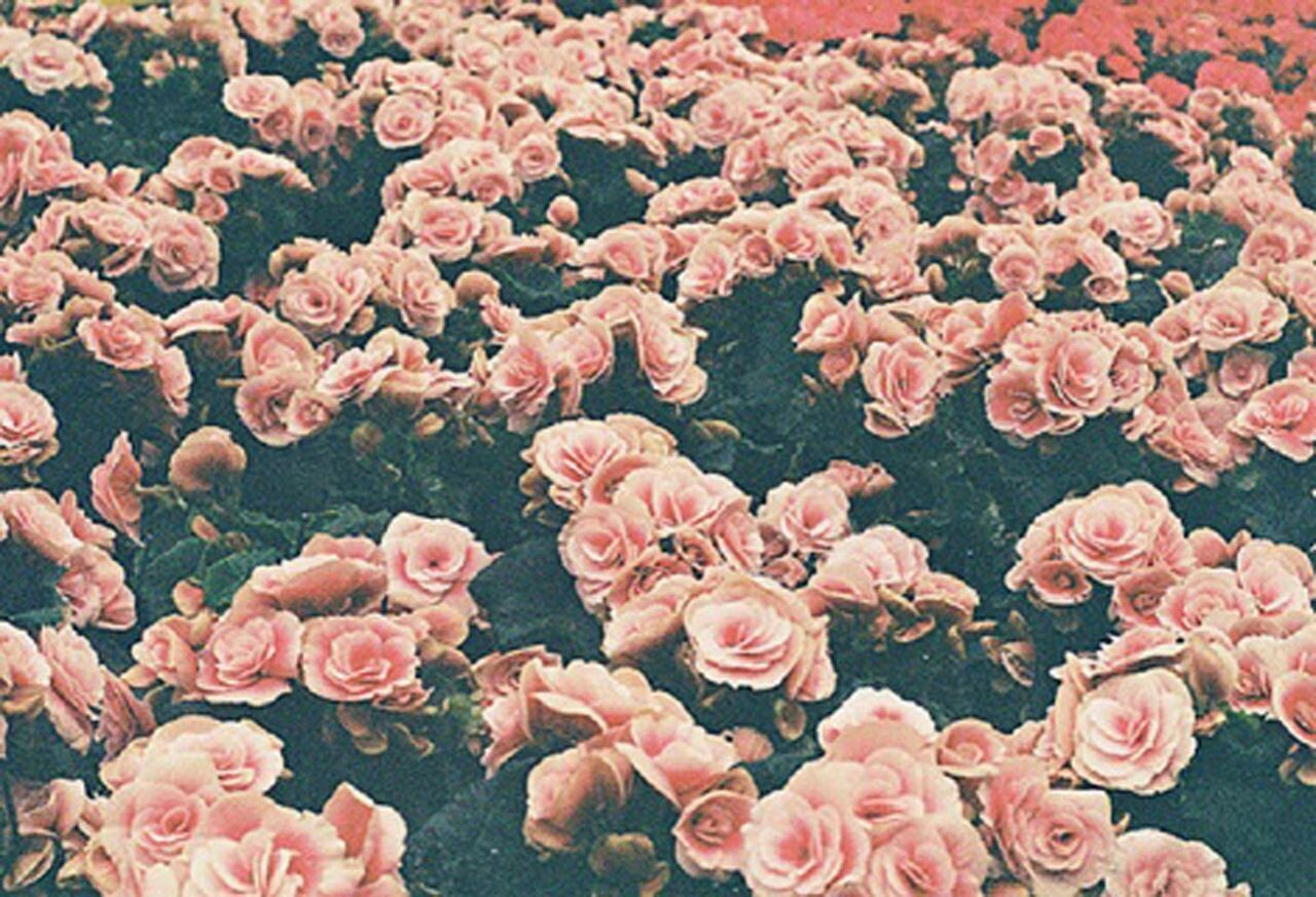 Hipster Flower Wallpapers