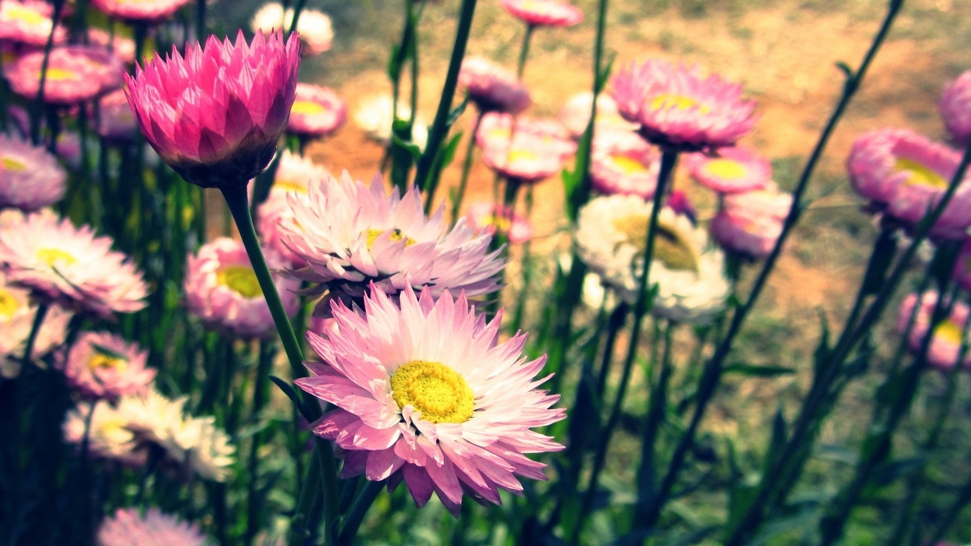 Hipster Flower Wallpapers