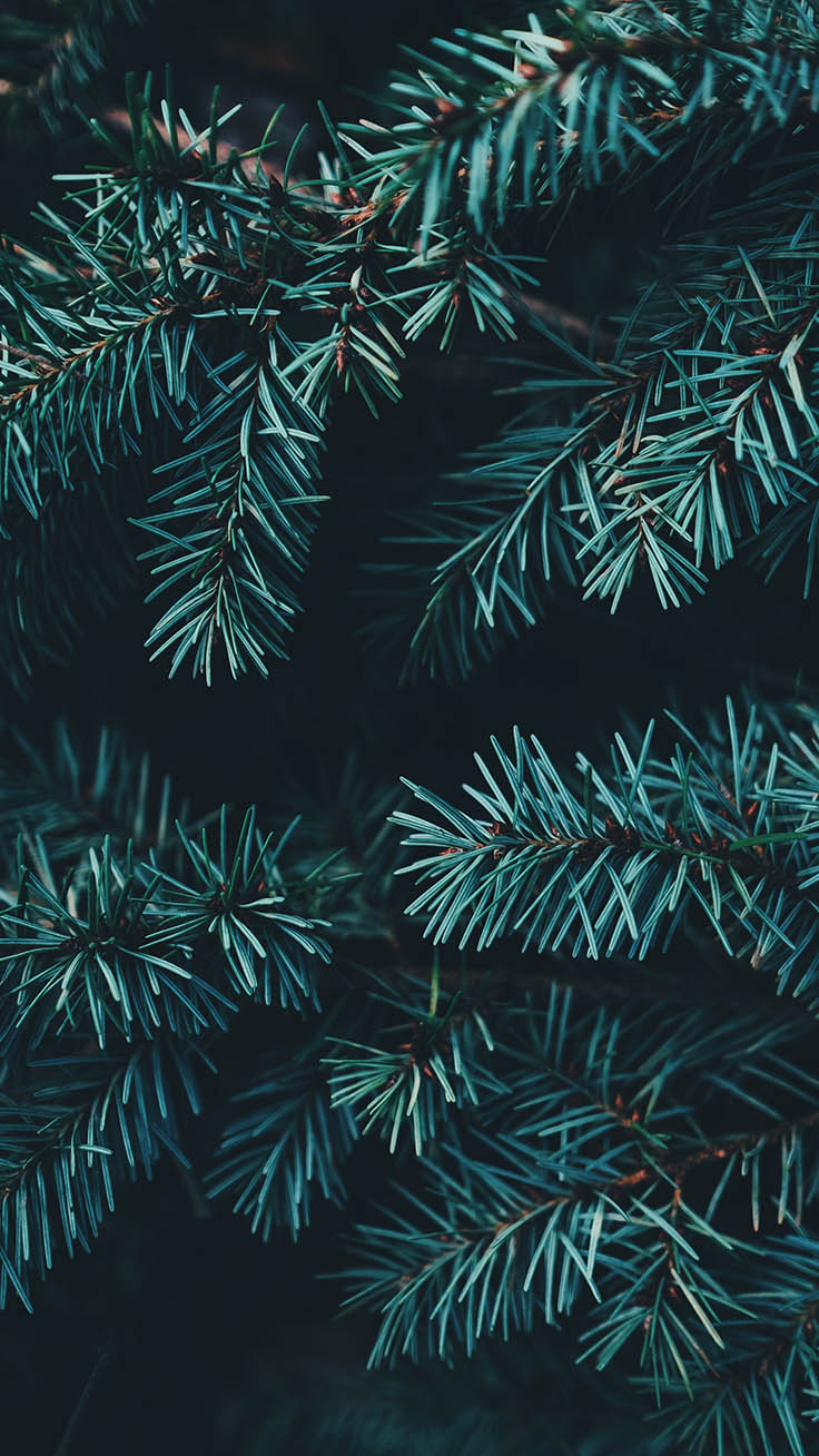 Holiday Iphone Wallpapers