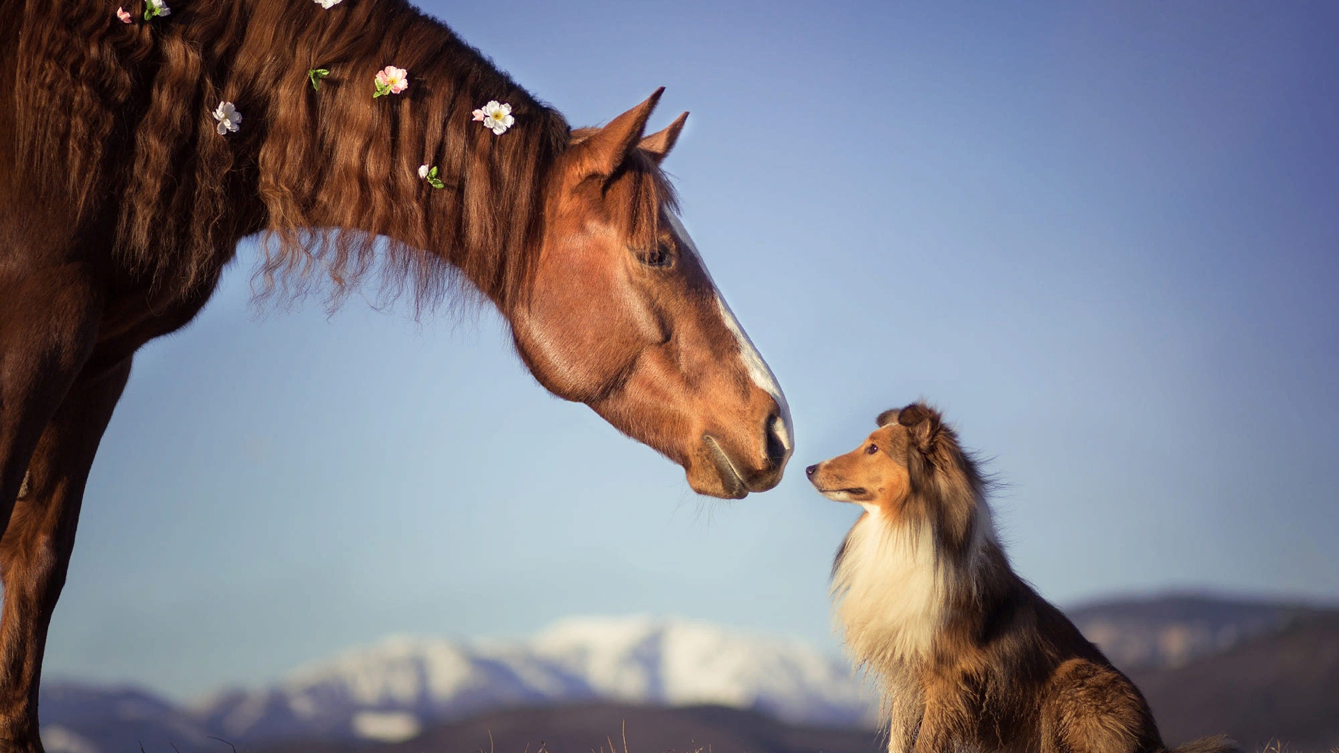 Horse And Dog Pictures Wallpapers