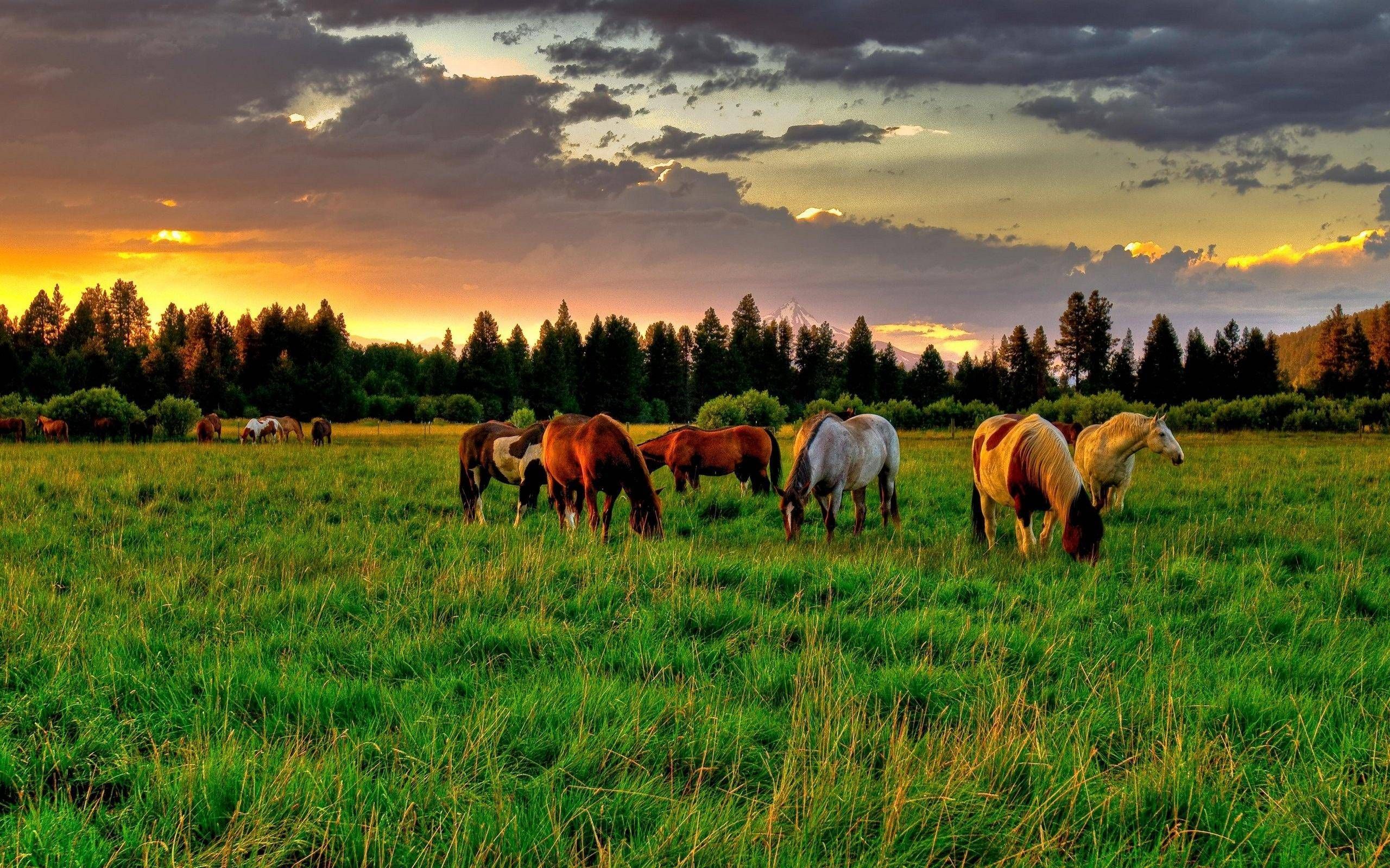 Horse Ranch Wallpapers