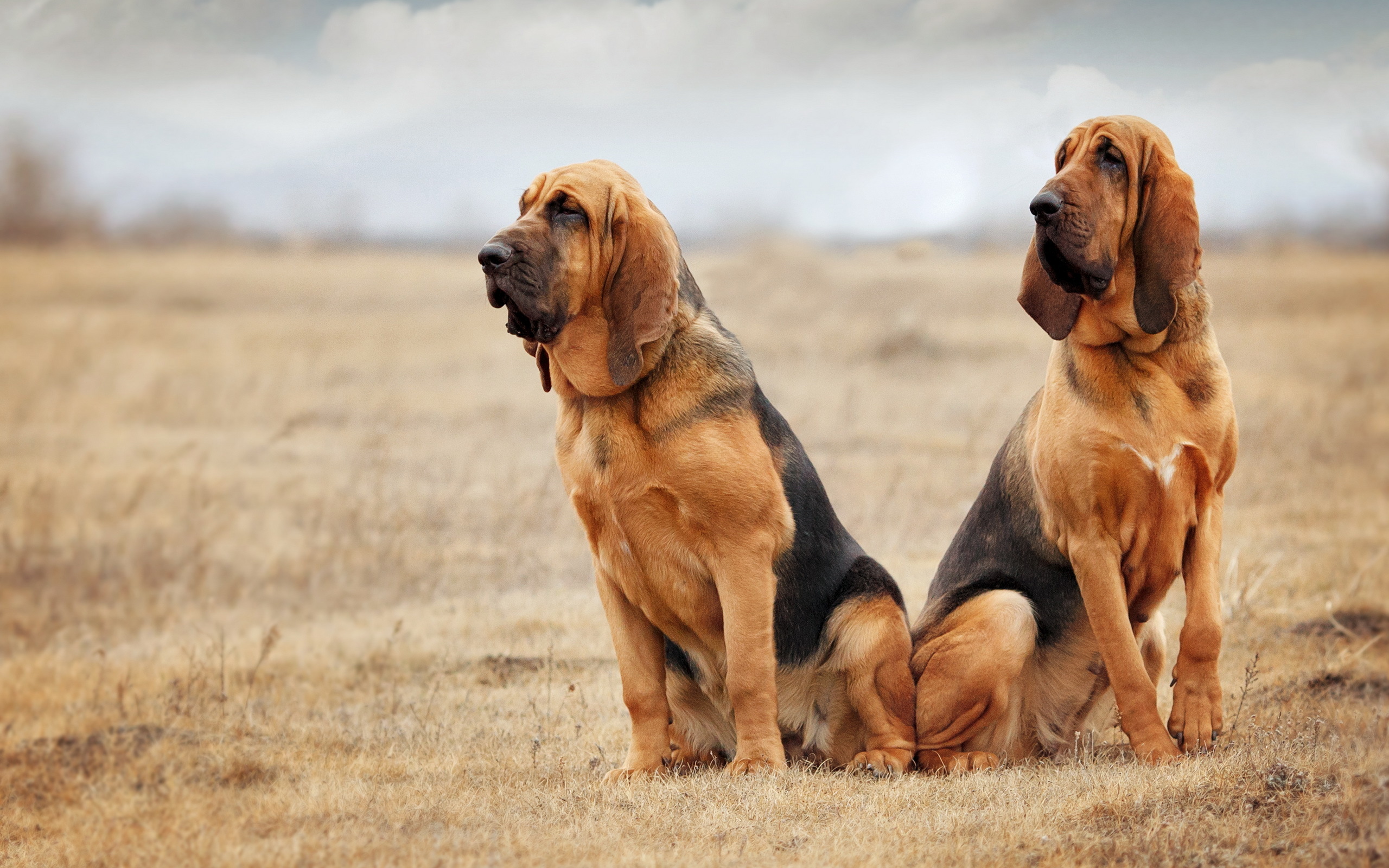 Hound Dog Wallpapers