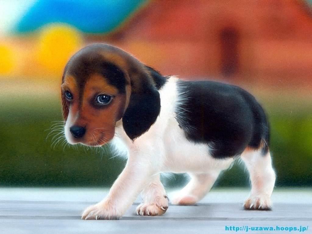 Hound Dog Wallpapers