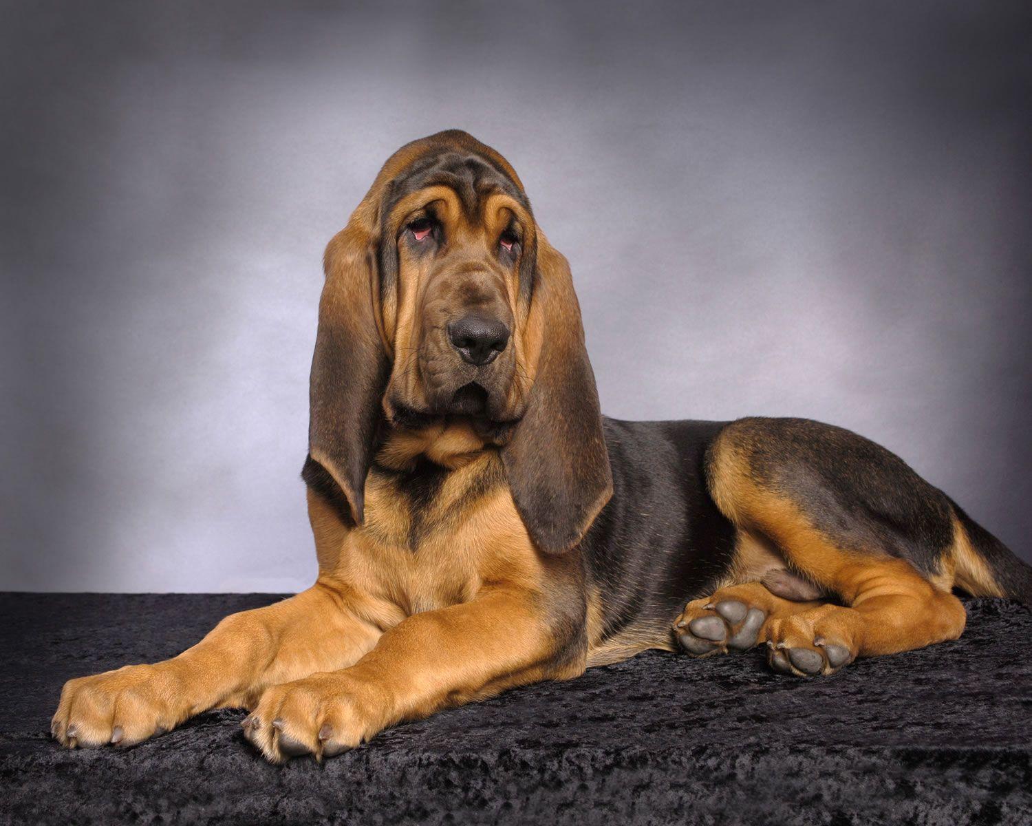 Hound Dog Wallpapers