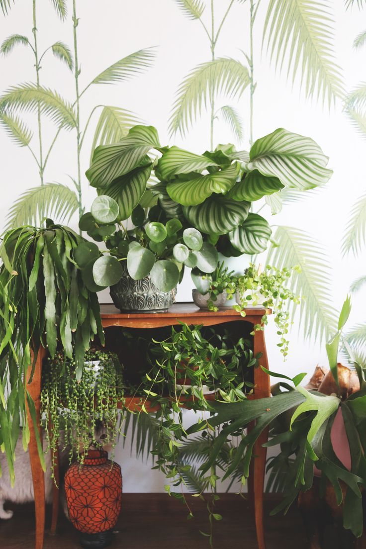 Houseplant Wallpapers