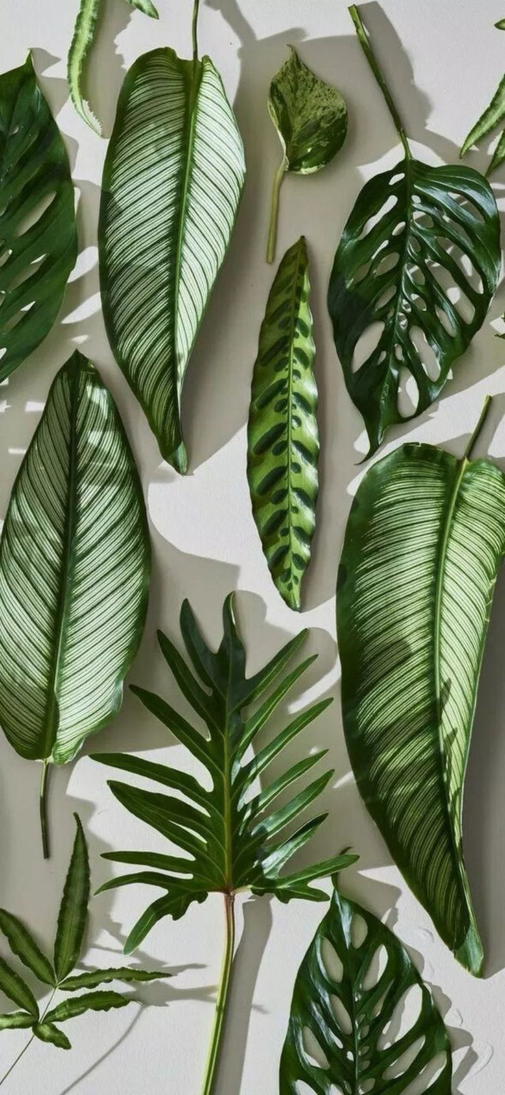 Houseplant Wallpapers