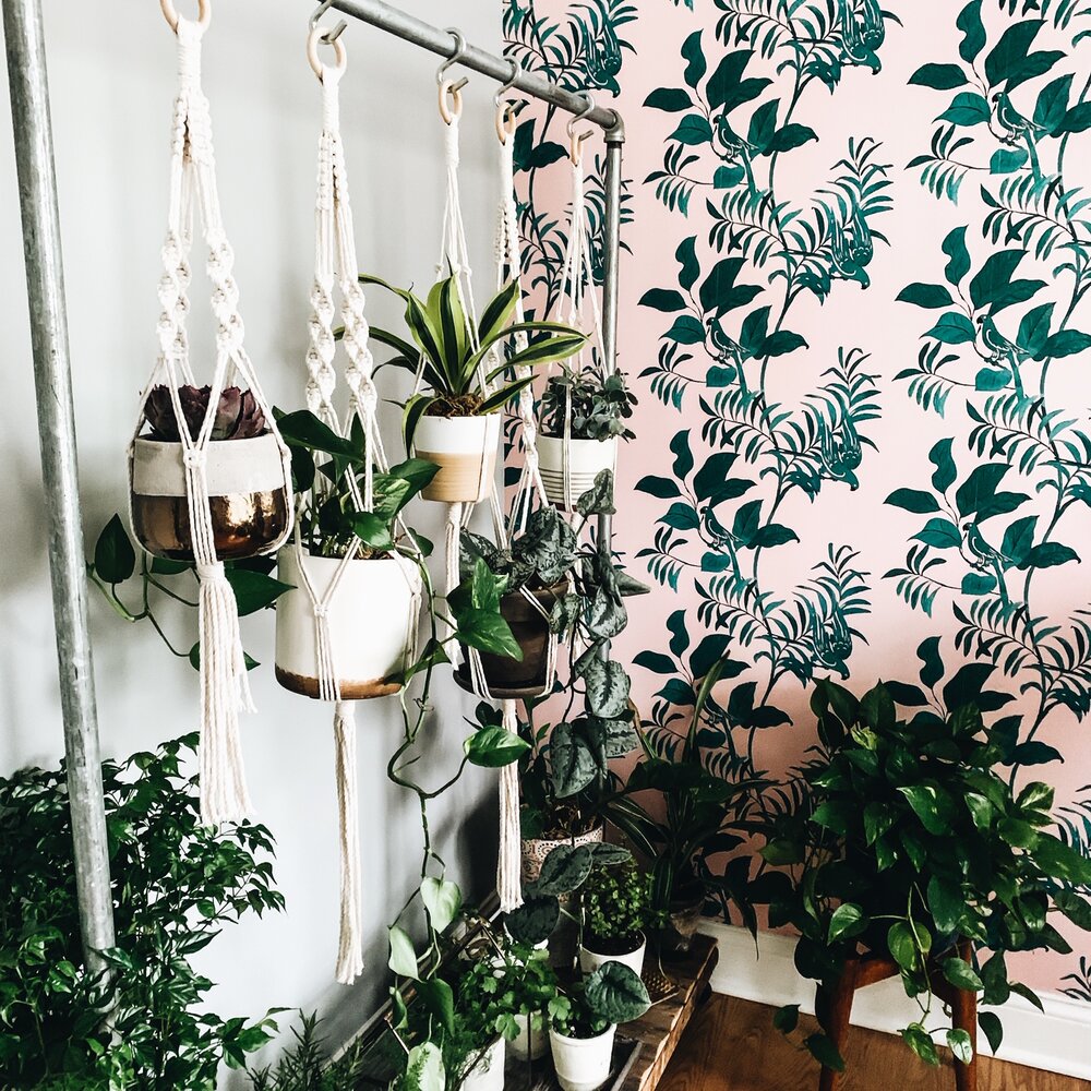 Houseplant Wallpapers