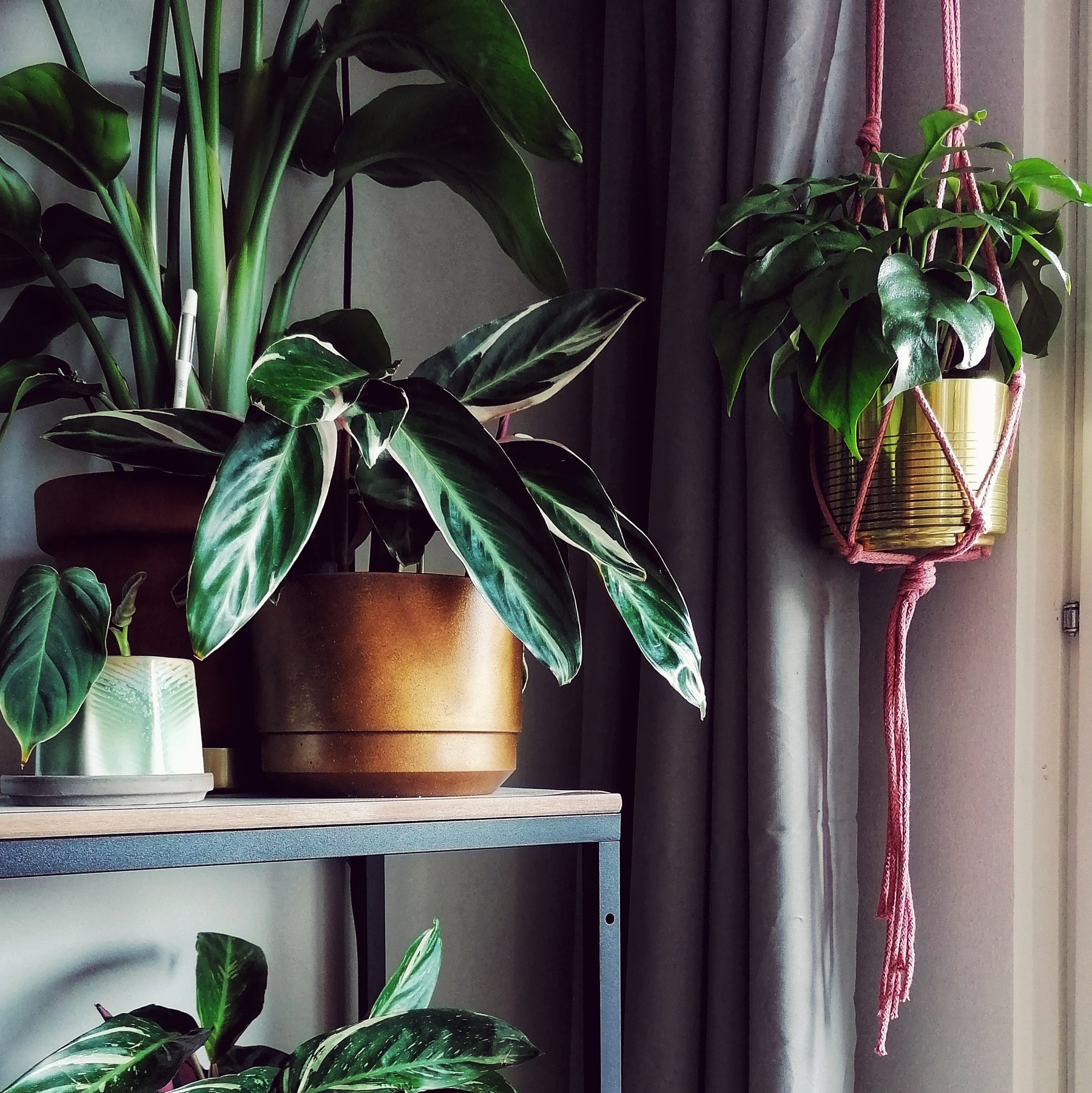 Houseplant Wallpapers