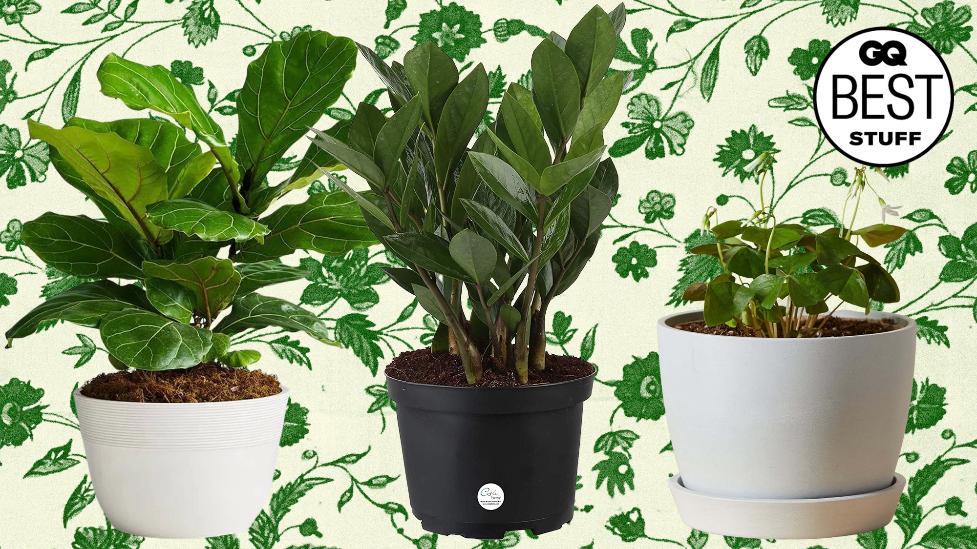 Houseplant Wallpapers