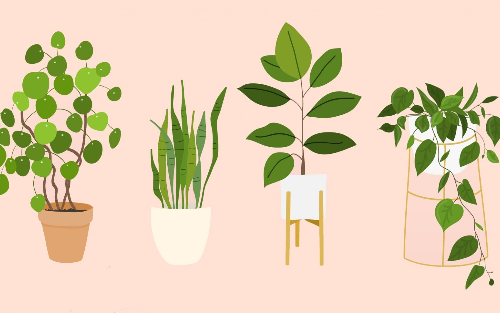 Houseplants Wallpapers