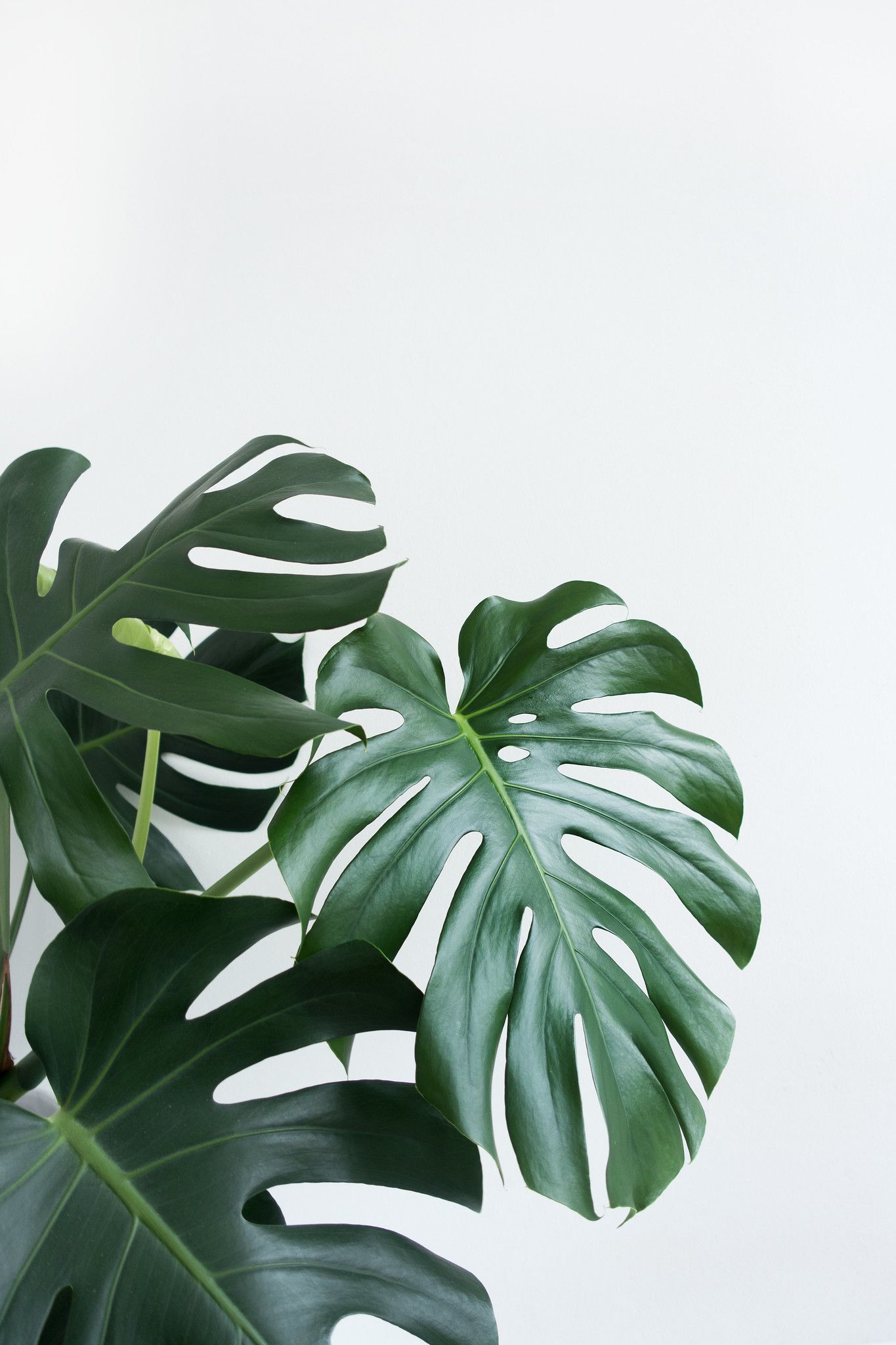 Houseplants Wallpapers